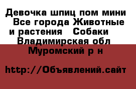 Девочка шпиц пом мини - Все города Животные и растения » Собаки   . Владимирская обл.,Муромский р-н